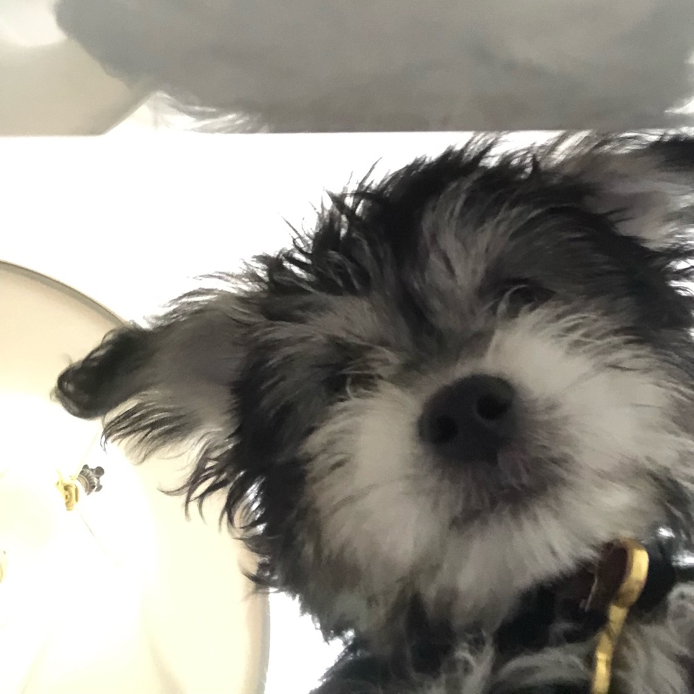 Meet your Posher, Snaly